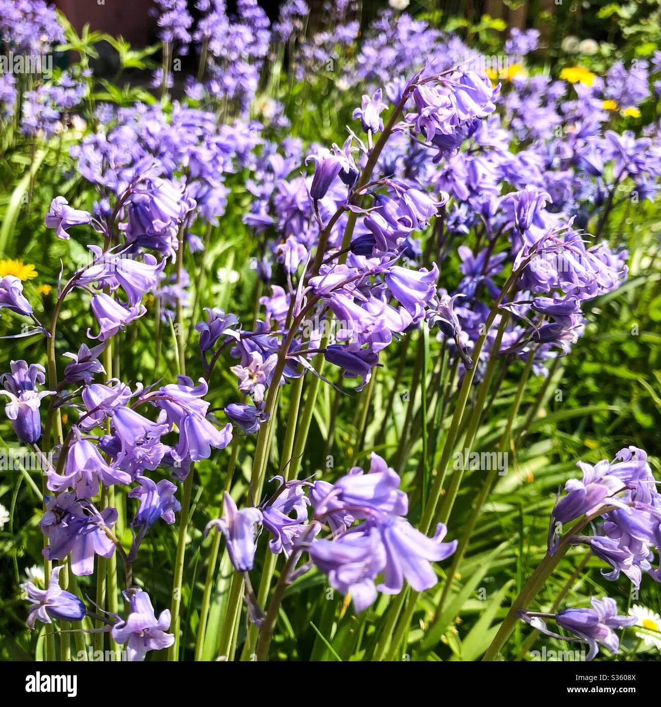 Field of bluebells Stock Photo