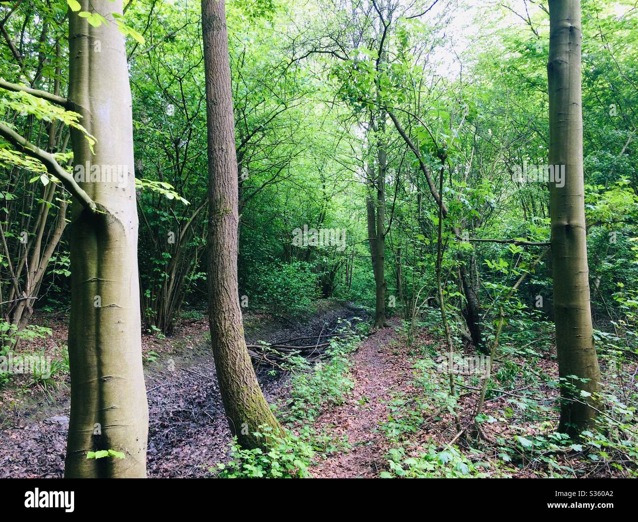 In the forest. The Netherlands. Stock Photo