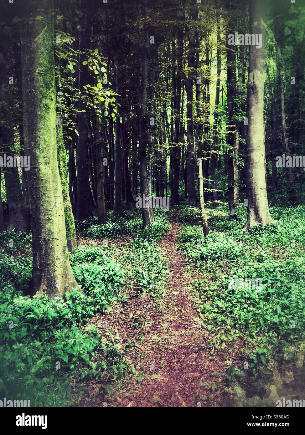 Woodland path through beech trees and wild garlic, May. Stock Photo