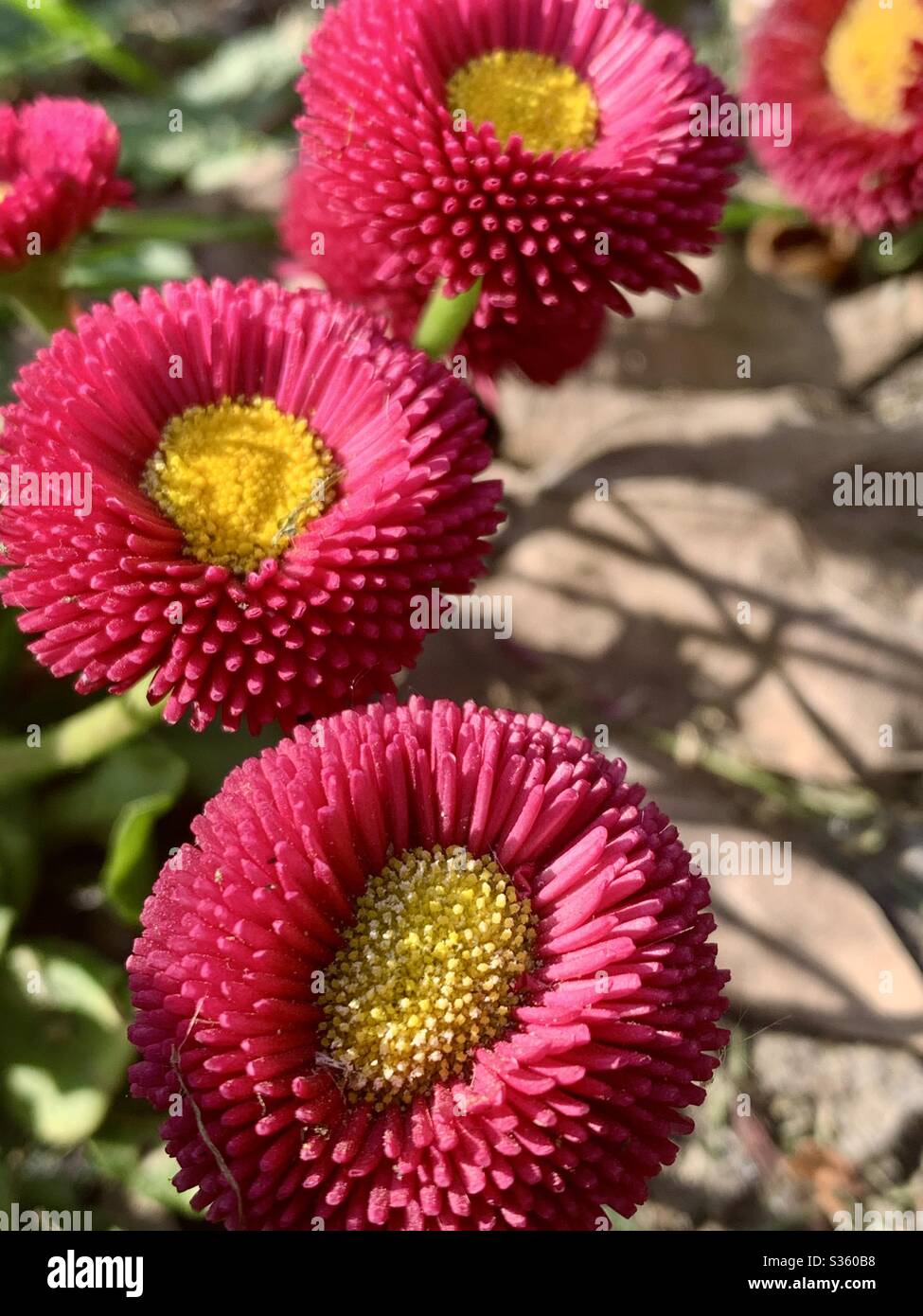 Common daisy pink and yellow - Smartphone Captured Stock Image