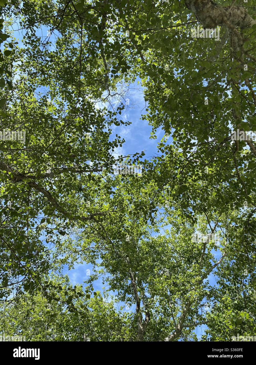 Fresh green spring leaves of a river birch tree - Smartphone Captured Stock Image