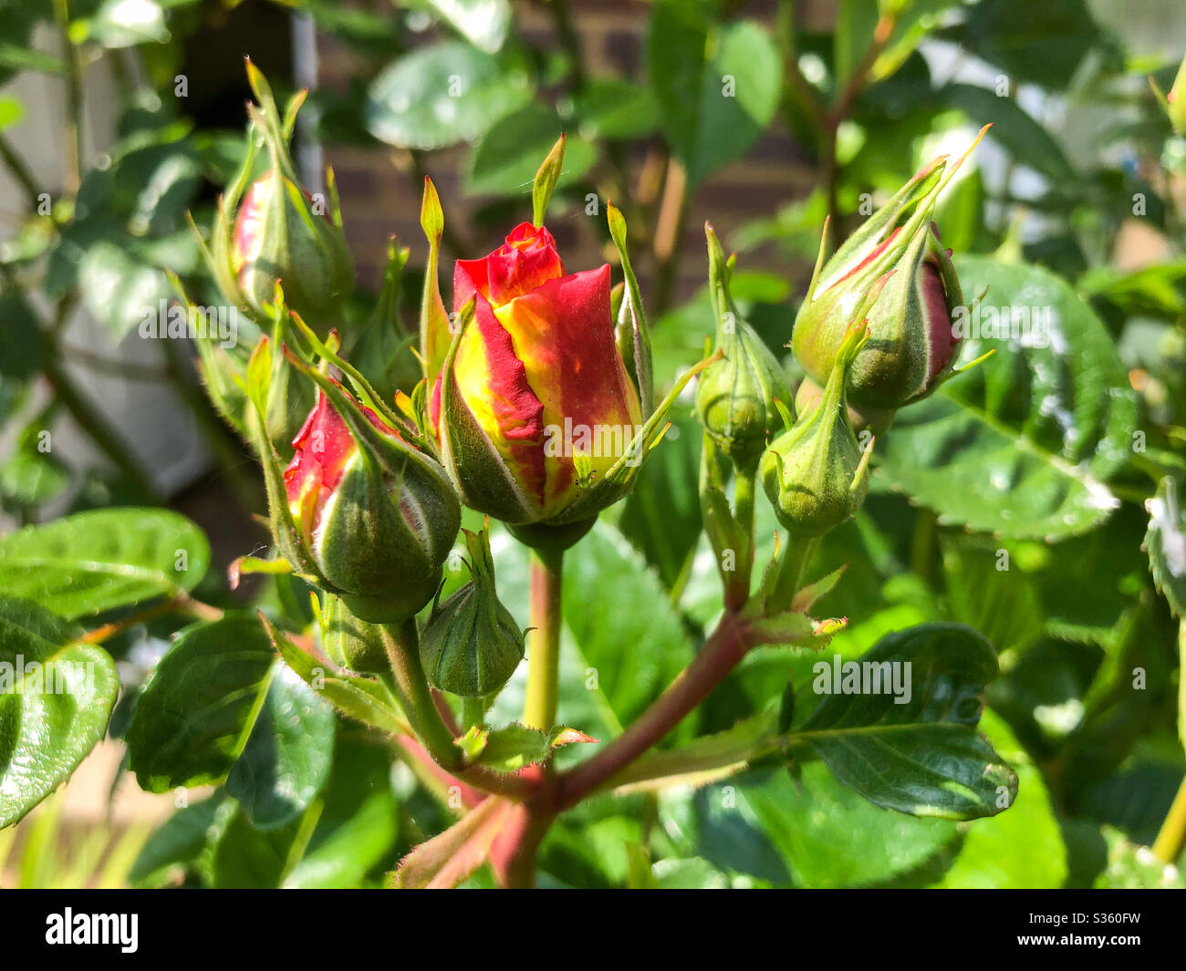 Rose buds ready to open in the garden. Stock Photo