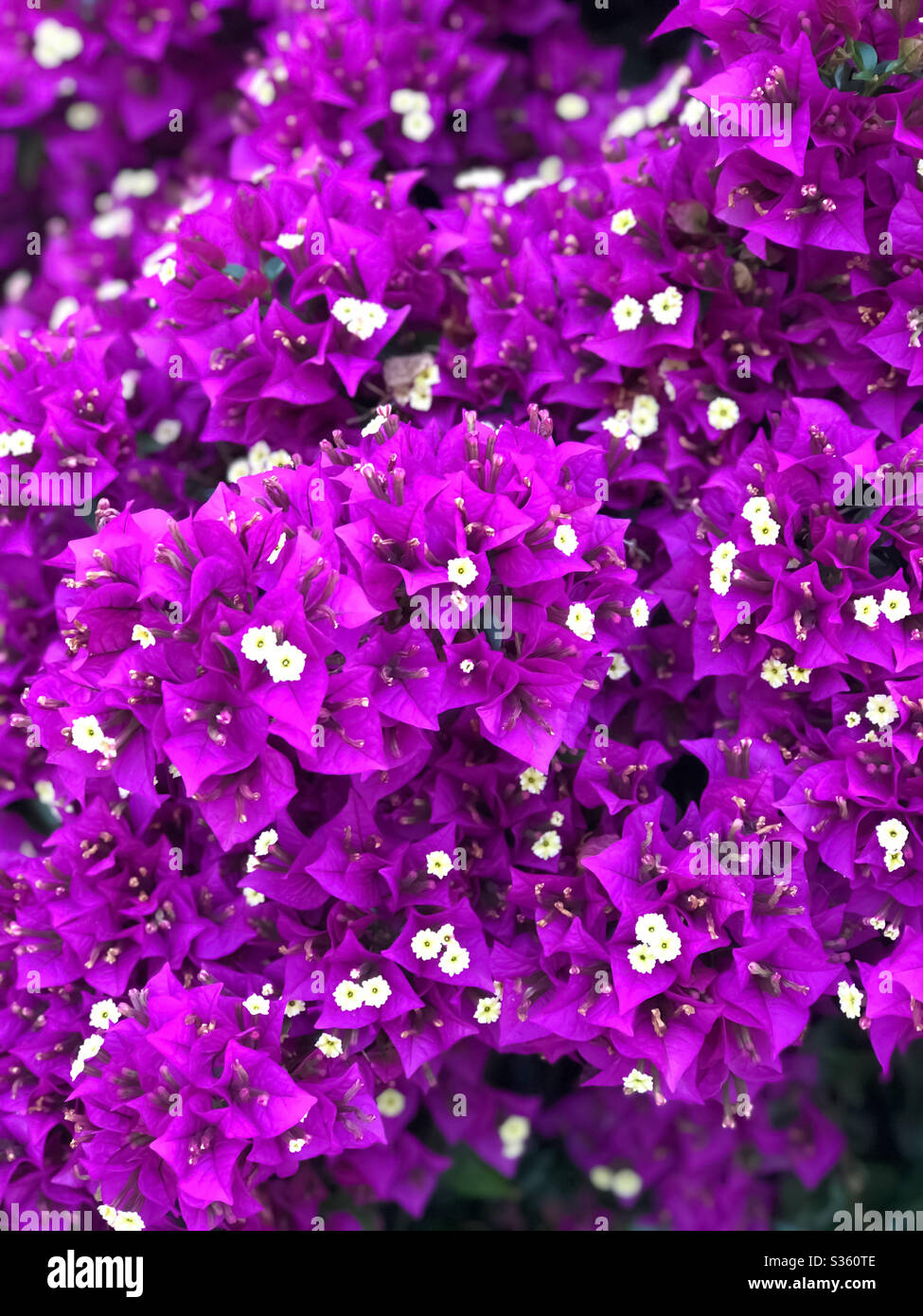 Closeup blooming purple flowers background Stock Photo - Alamy