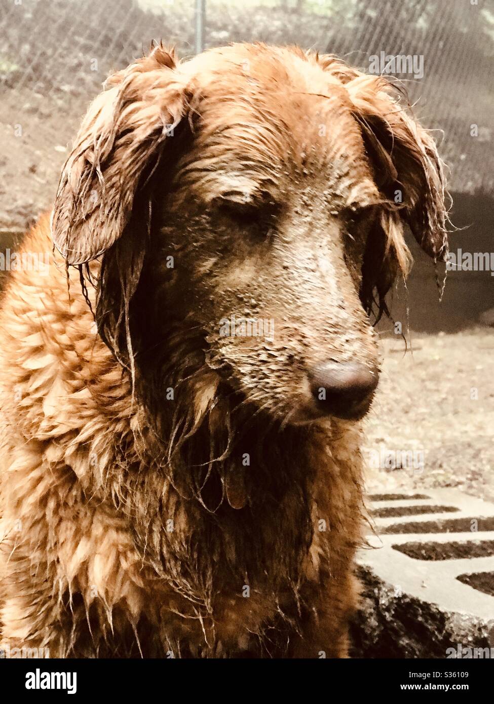 Dog with wet fur High Resolution Stock Photography and Images Alamy