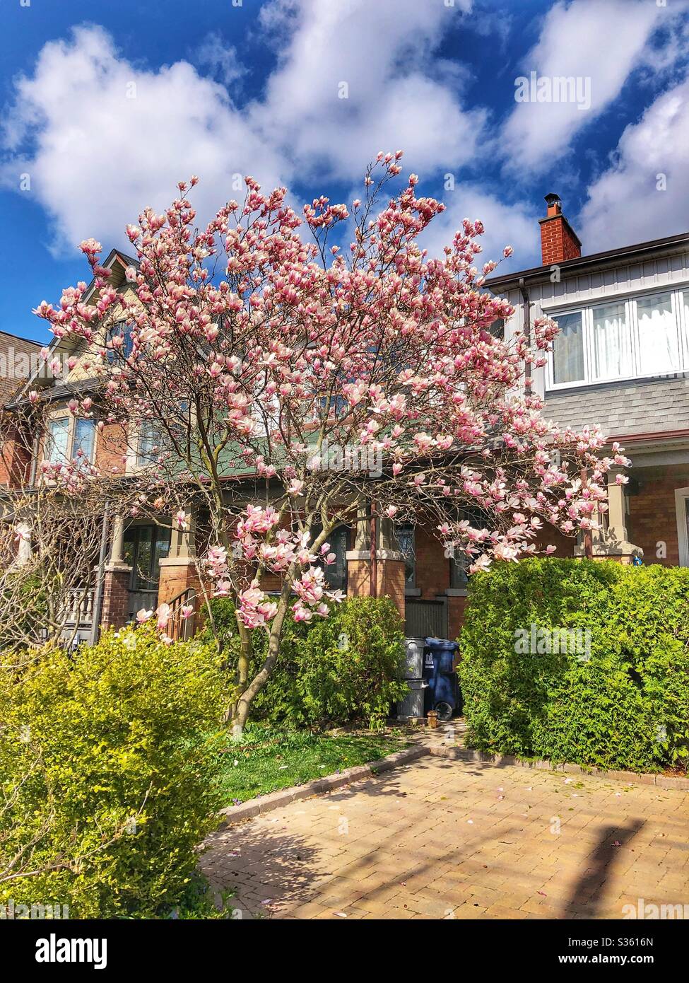 Blossoming magnolia tree in a Toronto neighbourhood. - Smartphone Captured Stock Image