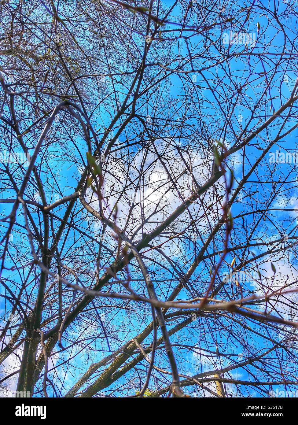 Looking up into the blue sky and fluffy clouds. - Smartphone Captured Stock Image