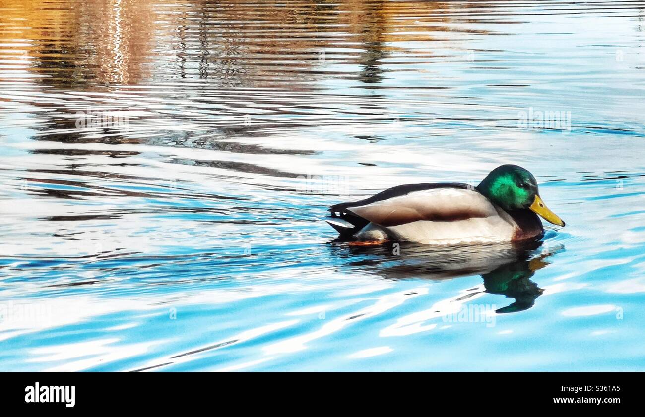 Mallard duck crossing pond - Smartphone Captured Stock Image