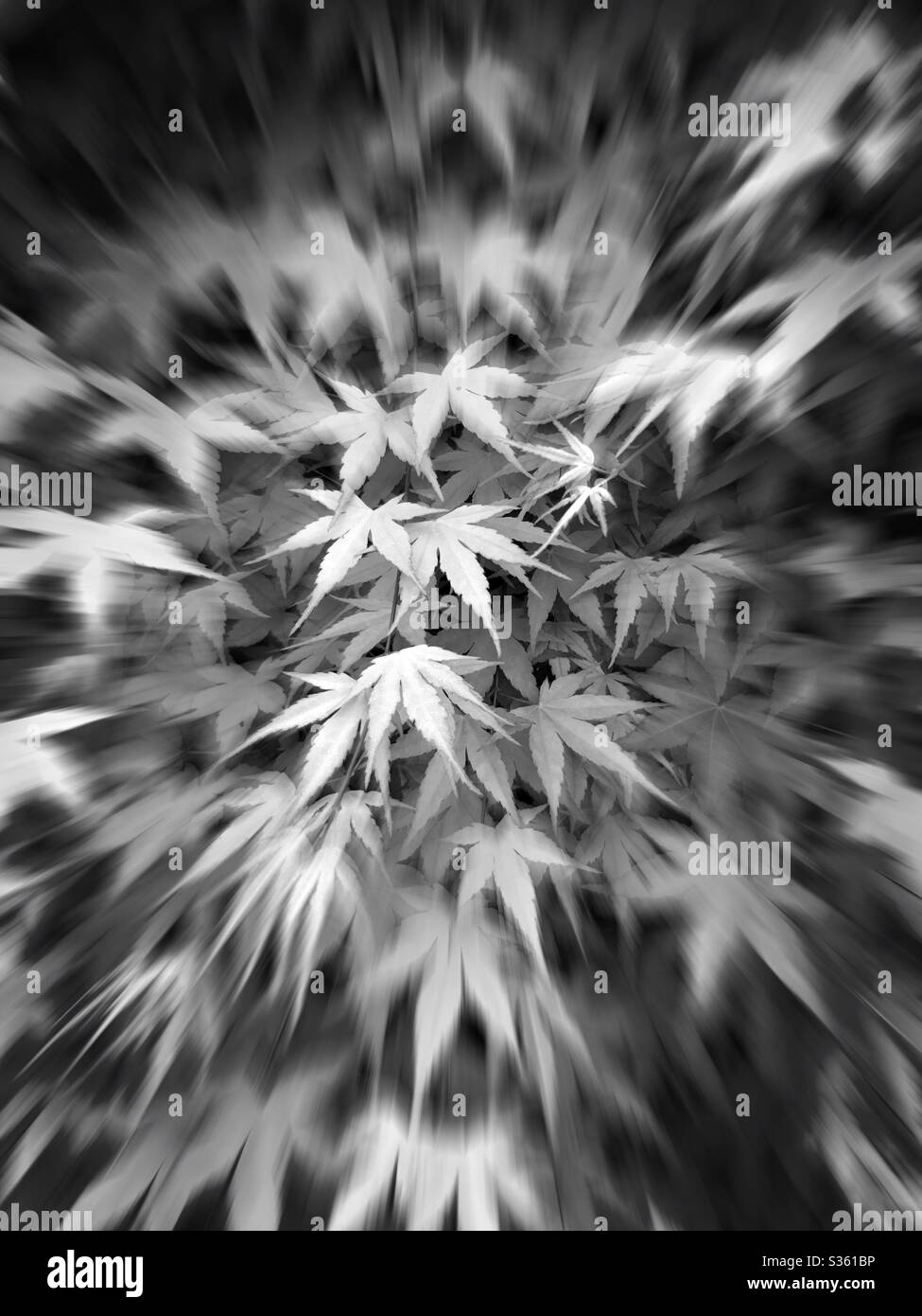 Leaves of a Japanese maple tree in black and white with pinhole camera
