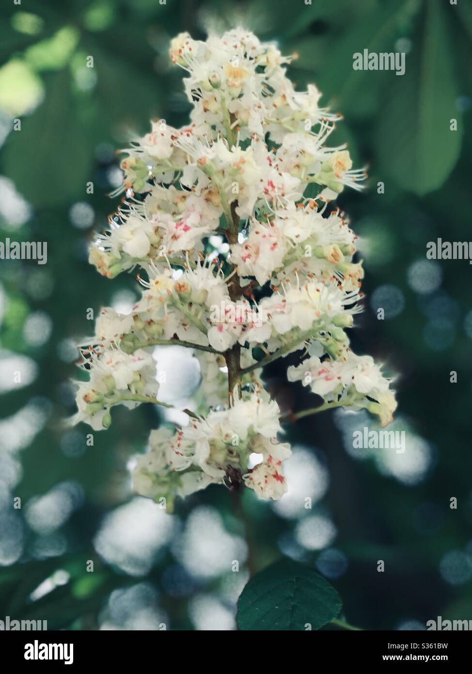 Stunning horse chestnut tree flowers in bloom Stock Photo Alamy