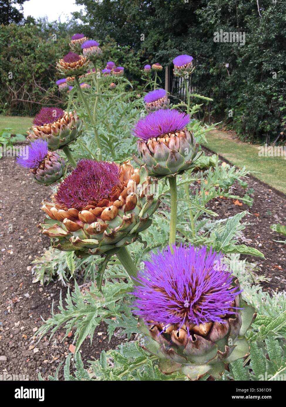Purple artichokes - Smartphone Captured Stock Image
