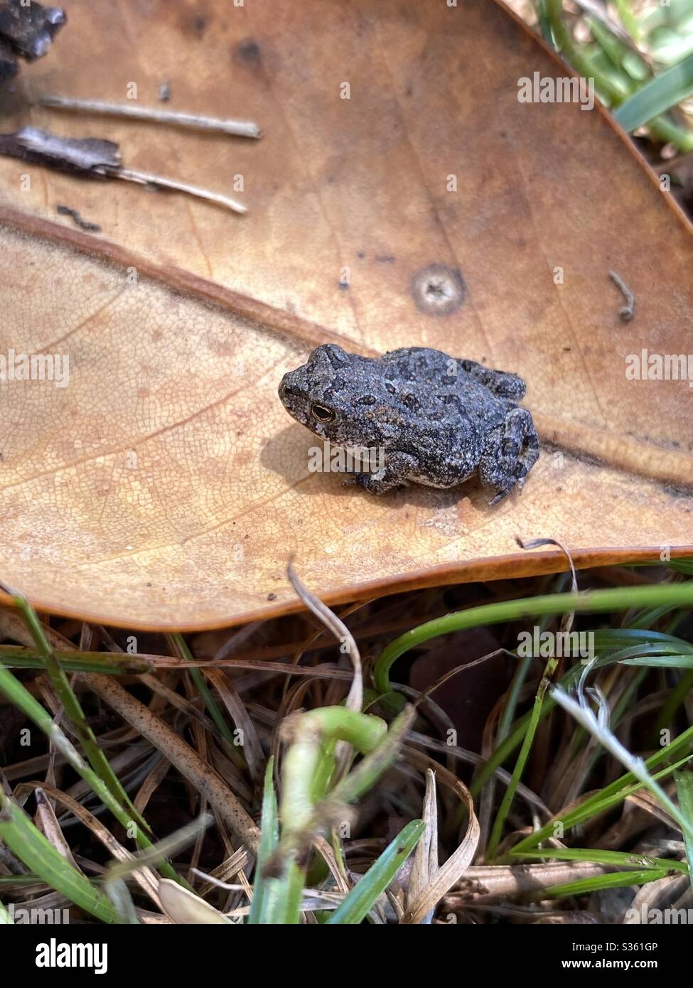 New life, a tiny baby frog on a leaf - Smartphone Captured Stock Image