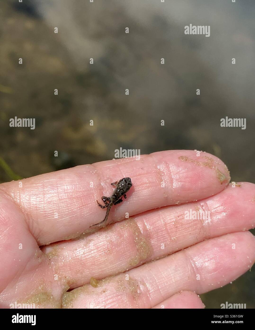 Tiny tadpole from a river pond of water - Smartphone Captured Stock Image