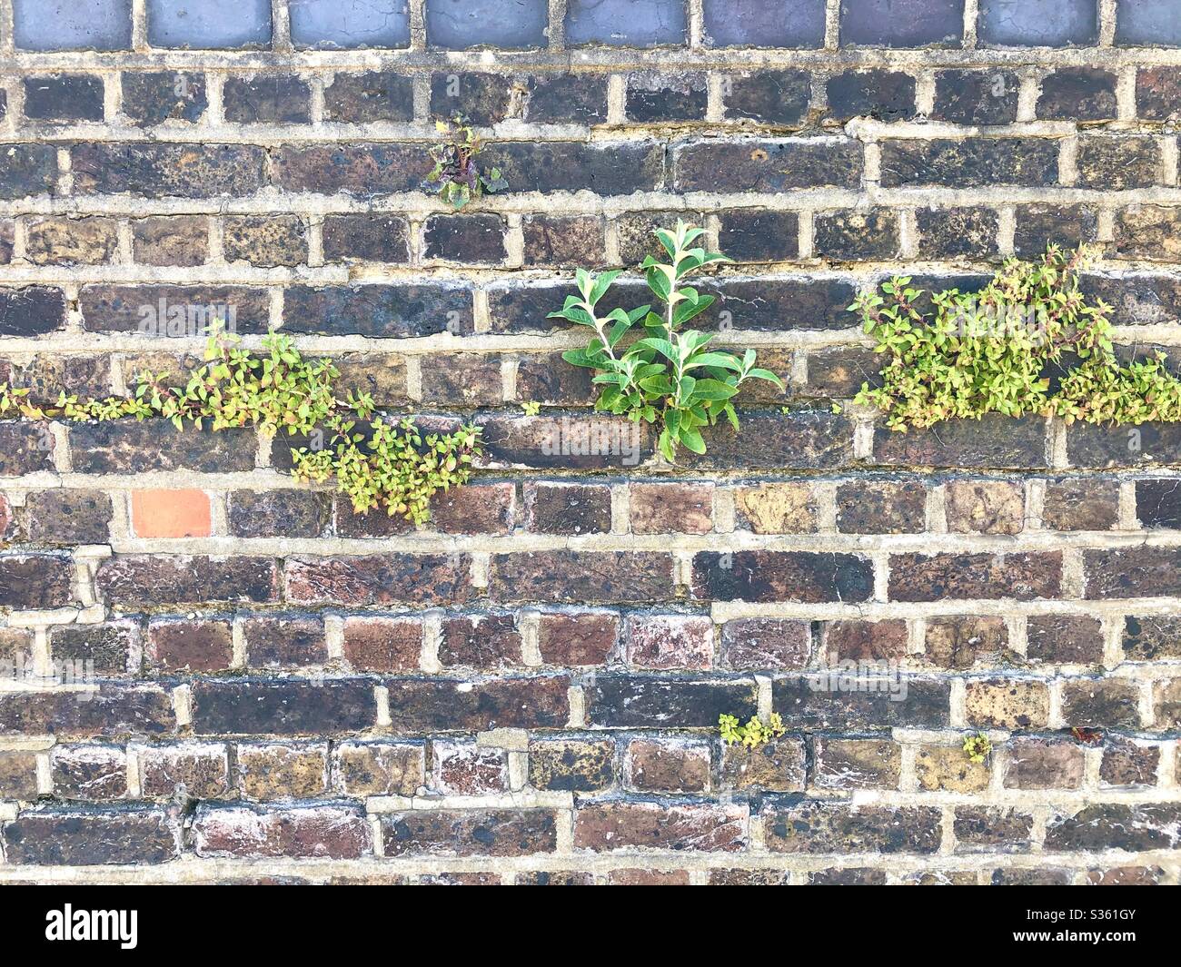 Wall with weeds hi-res stock photography and images - Alamy