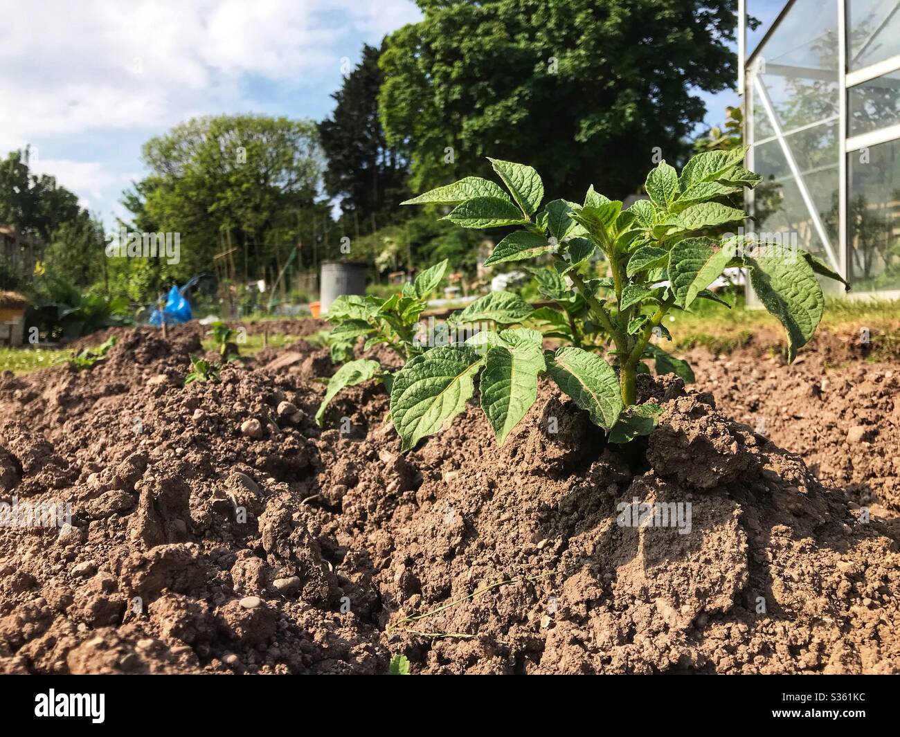 First early potatoes growing well on a garden allotment in May 2020 UK - Smartphone Captured Stock Image