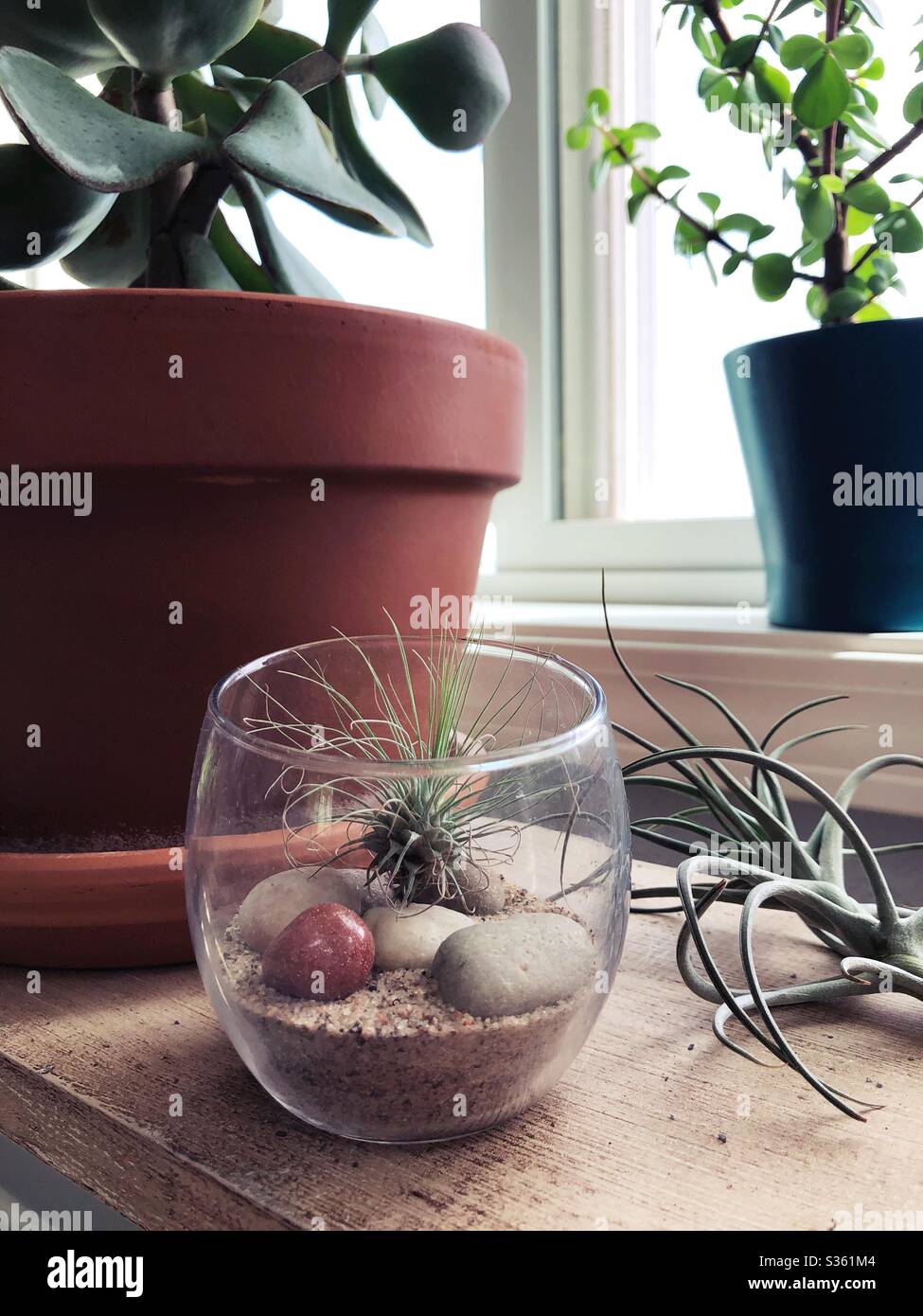 Air plants and succulents. Stock Photo