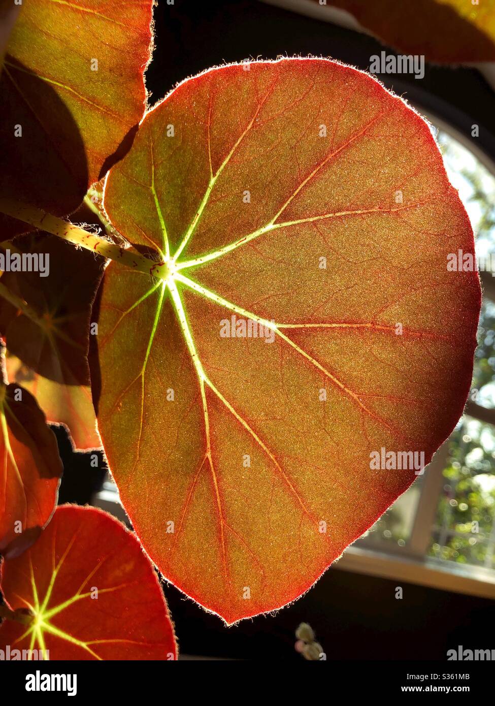 Sun shining through begonia leaves. Stock Photo