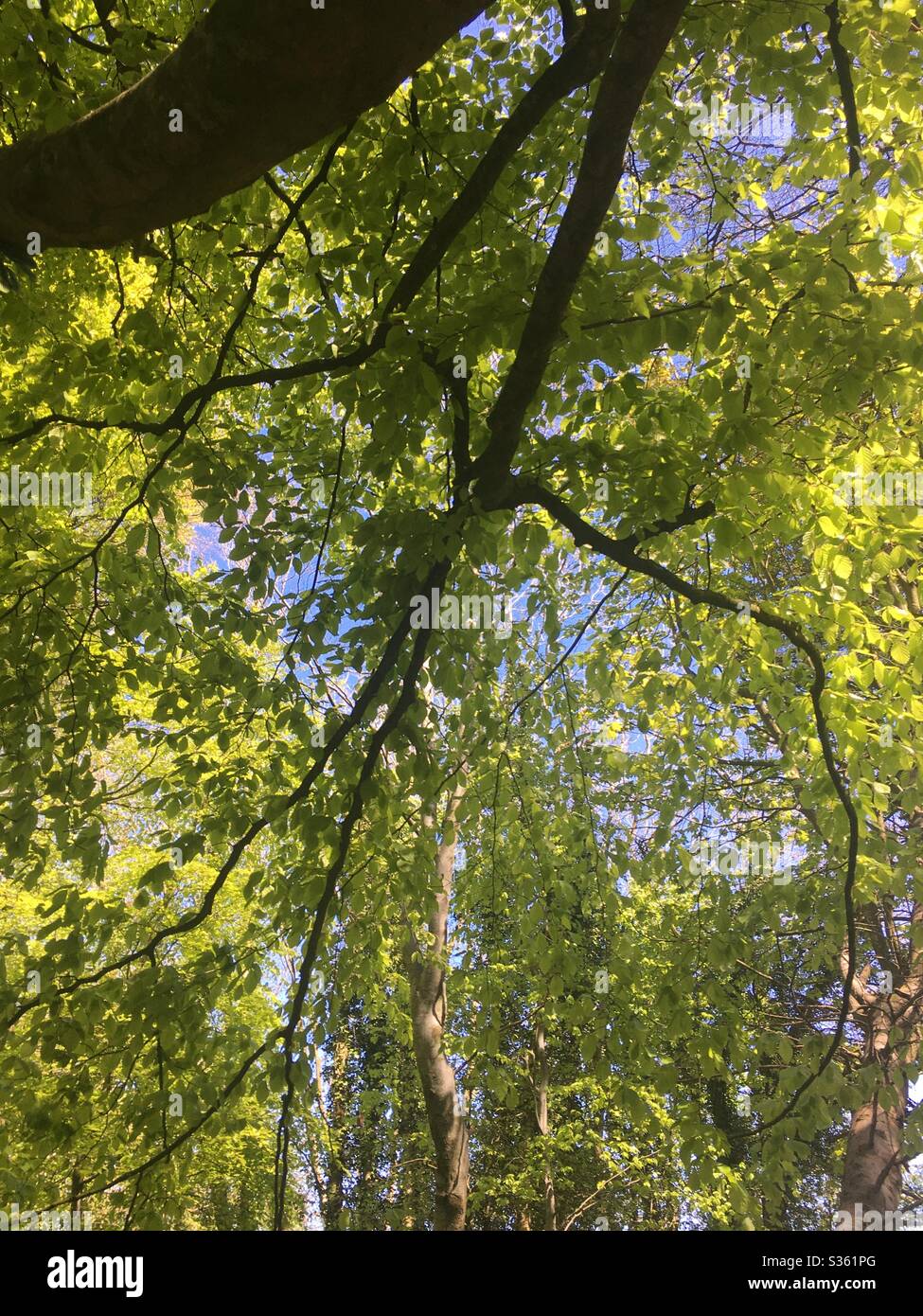 Leafy tree branch Stock Photo Alamy