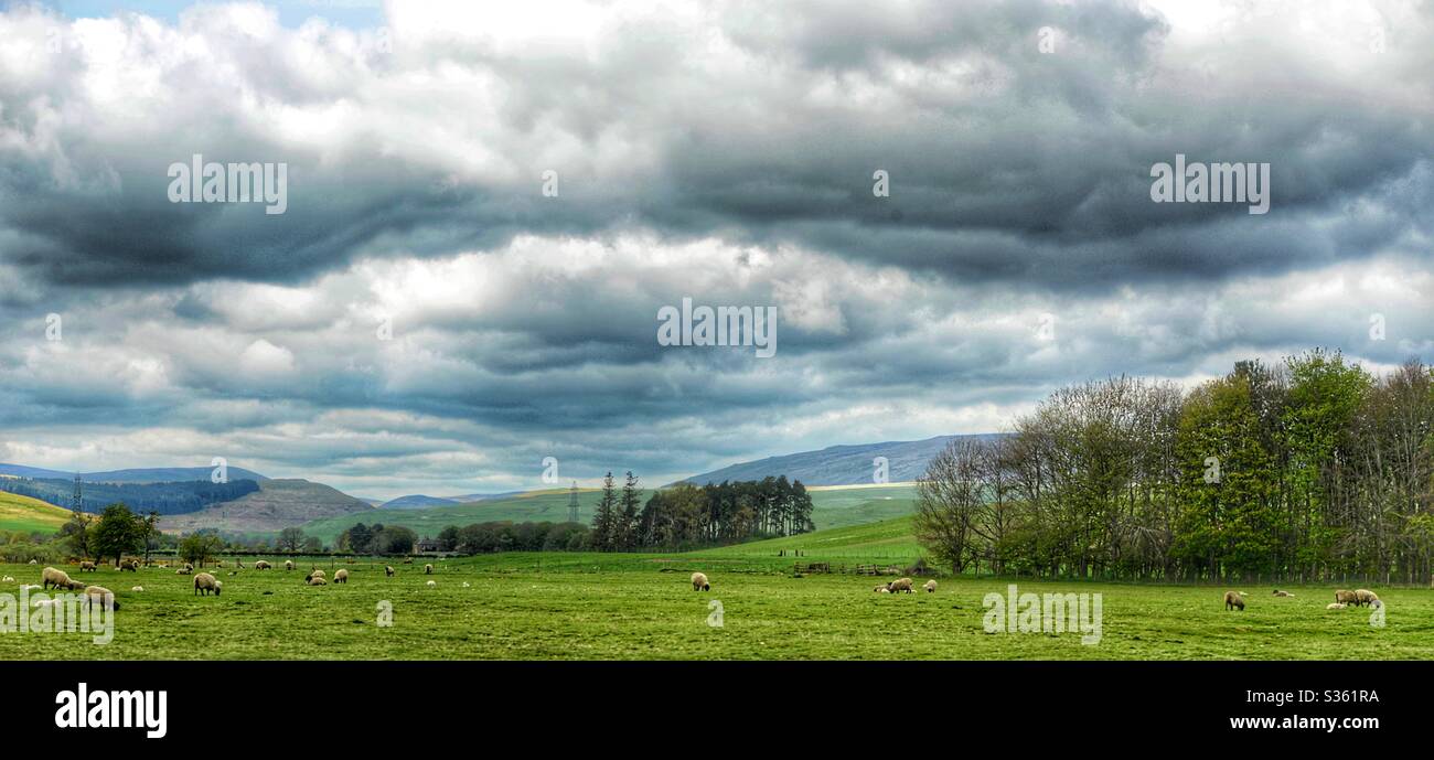 Landscape of nature with sheep and baby lambs in wonderful countryside in uk  Stock Photo - Alamy