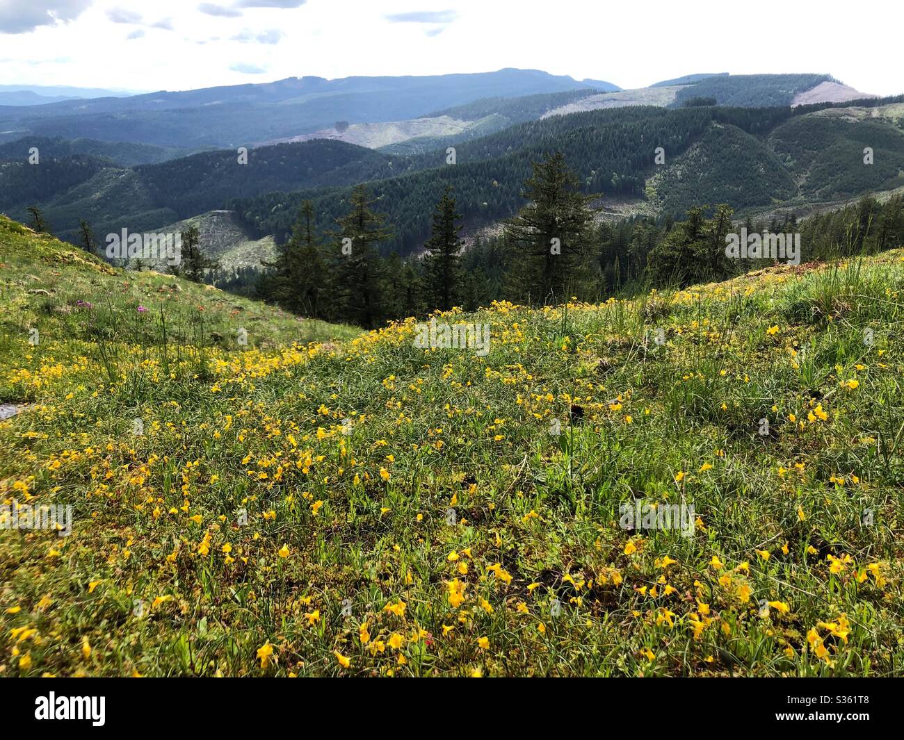 Yellow wild flowers growing at the top of horse rock Ridge in Sweet