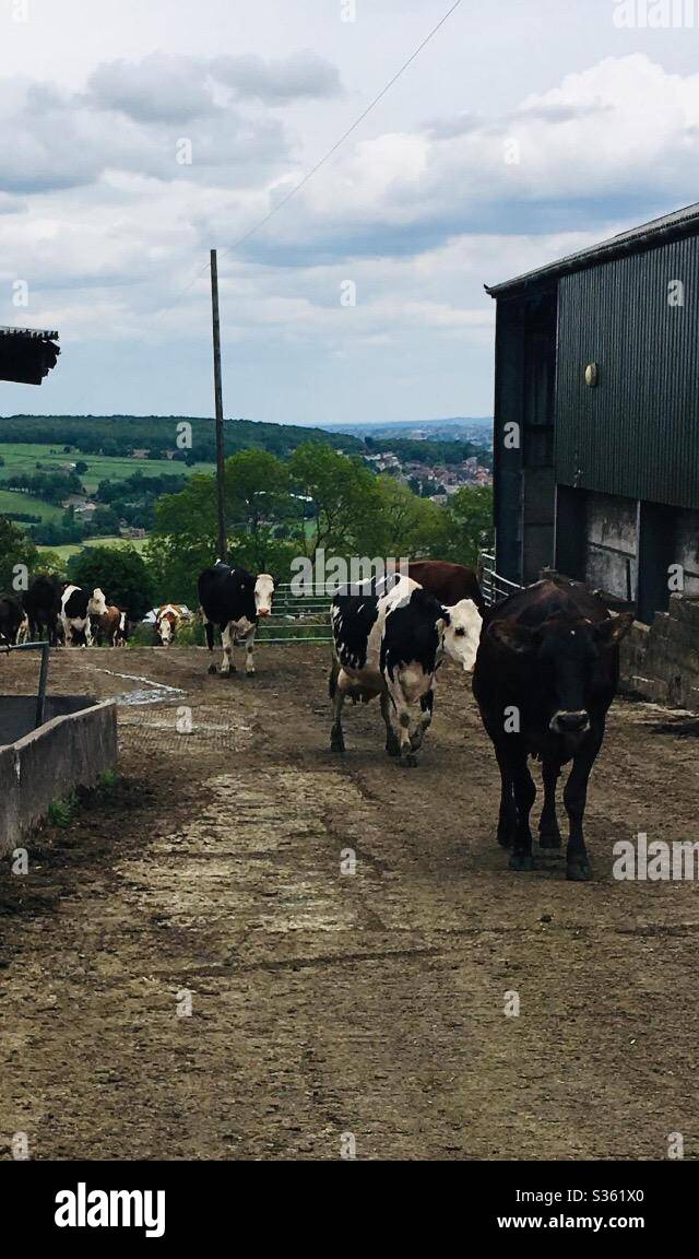 Cows coming home at farm in the Peak District Stock Photo