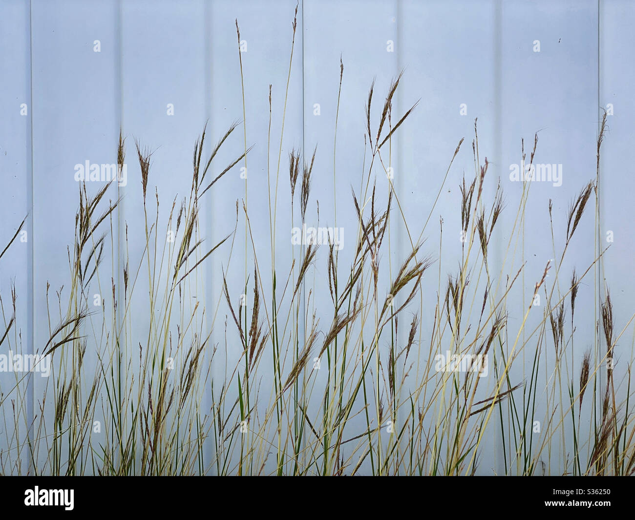 Wild grass weeds against a white wall - Smartphone Captured Stock Image