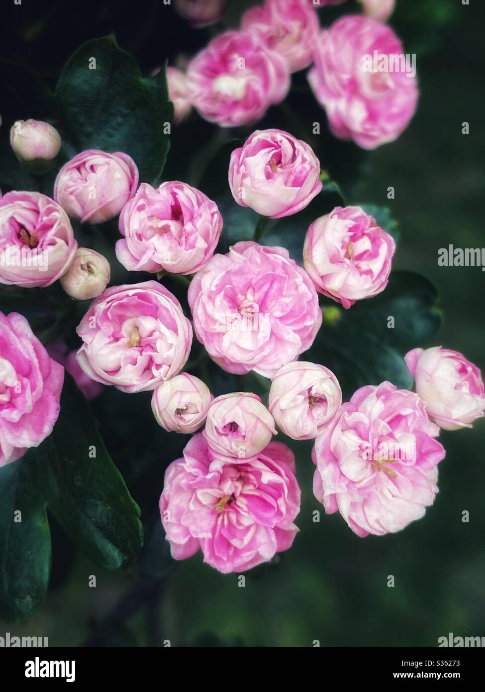 Beautiful pink blossom on a tree in the city of London during covid-19 lockdown. - Smartphone Captured Stock Image
