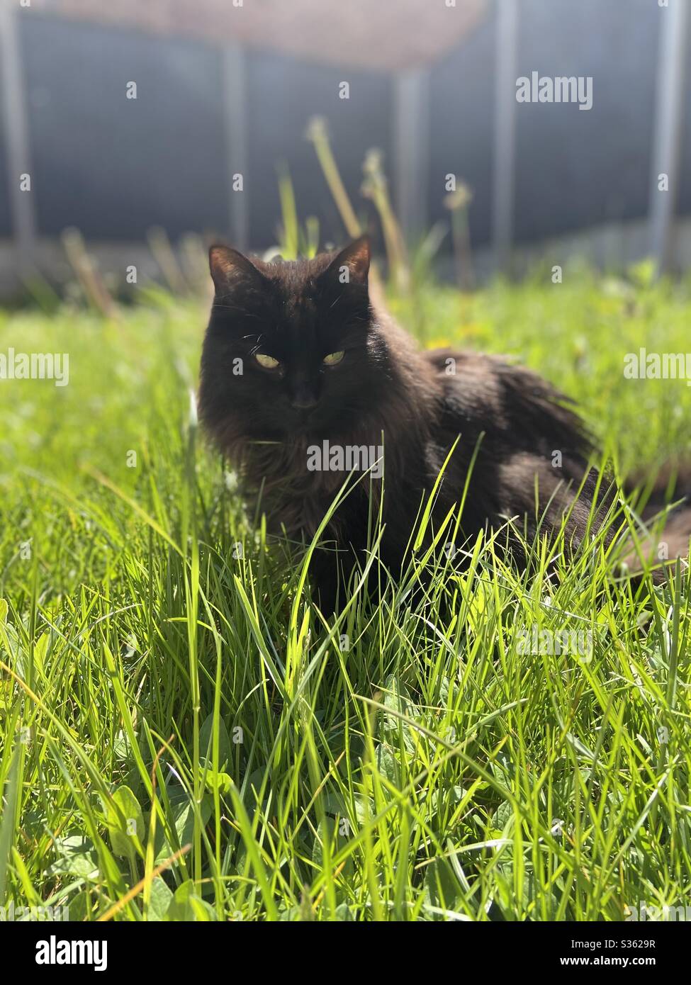 Black cat in overgrown garden - Smartphone Captured Stock Image
