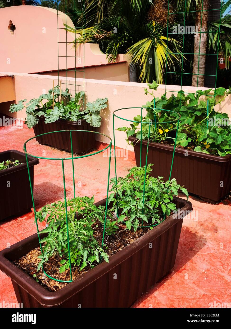 A rooftop garden grows during the stay at home era of Coronavirus. Stock Photo