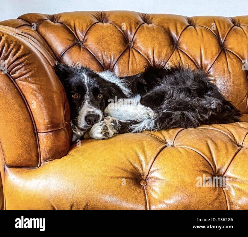 Dogs - Smartphone Captured Stock Image