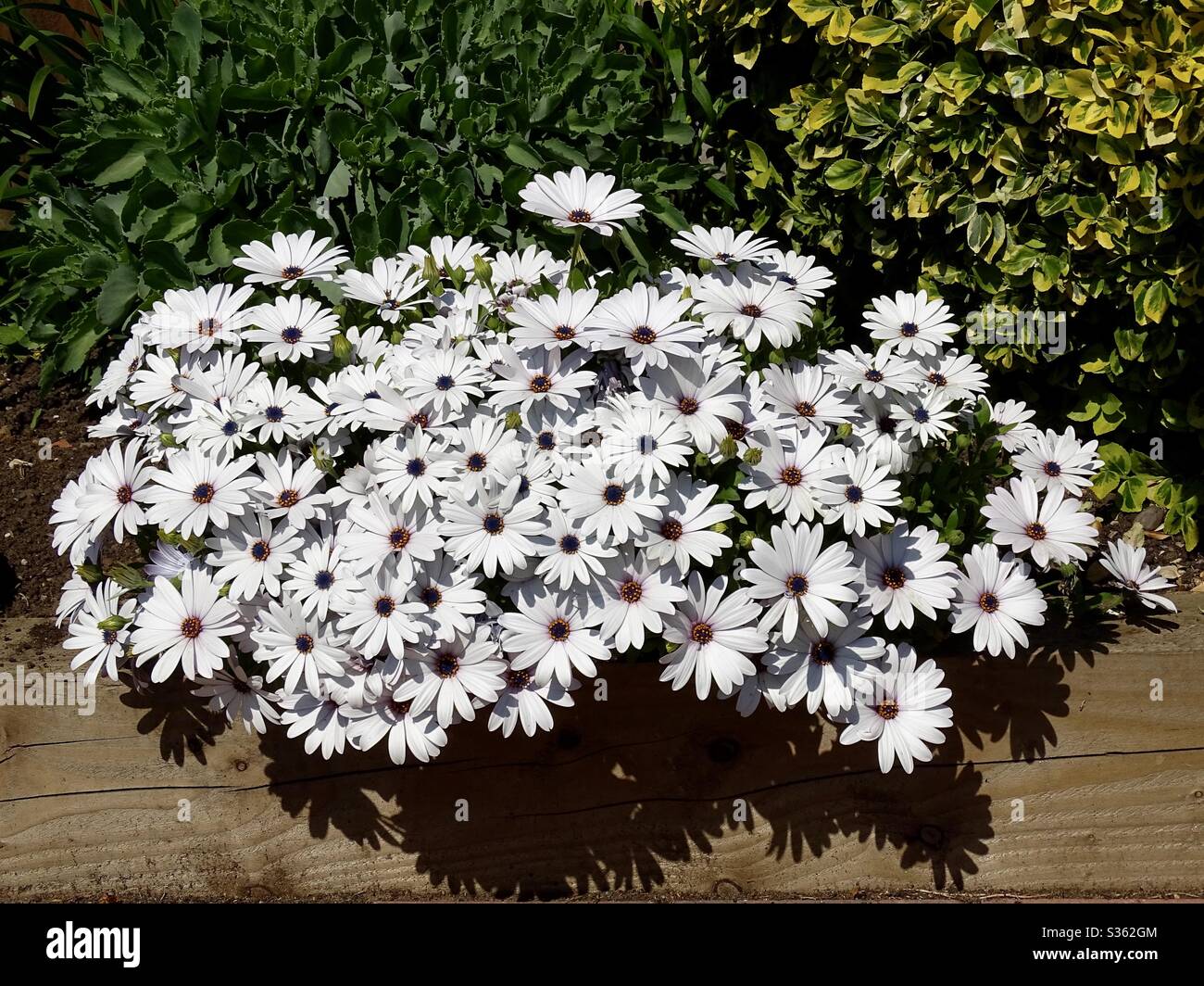 Beautiful display of white osteospermum flowers in the garden Stock