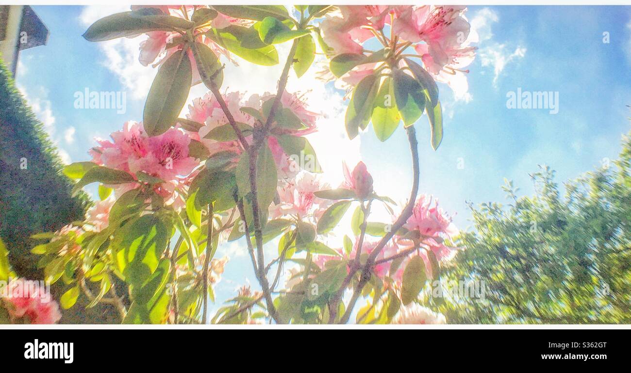 Rhododendrons in the back garden. - Smartphone Captured Stock Image