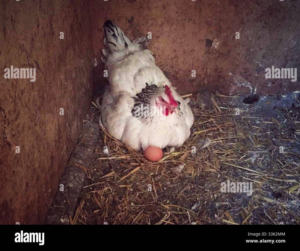 Hen sitting on her eggs Stock Photo