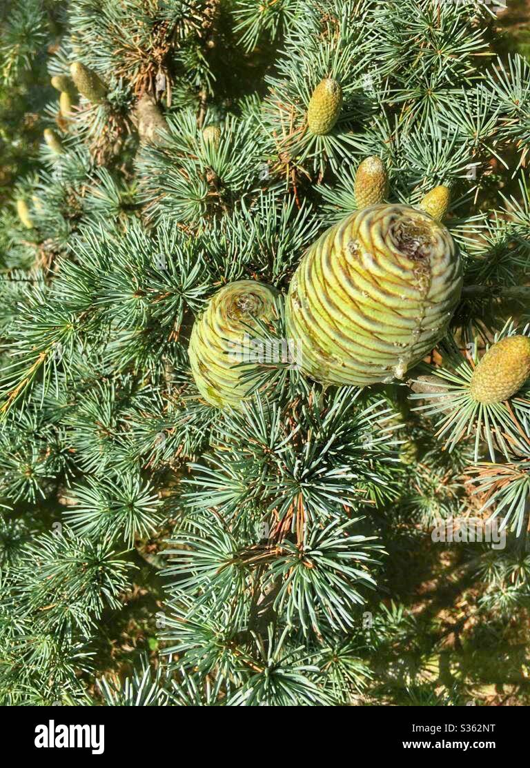 Young pine cones. Stock Photo