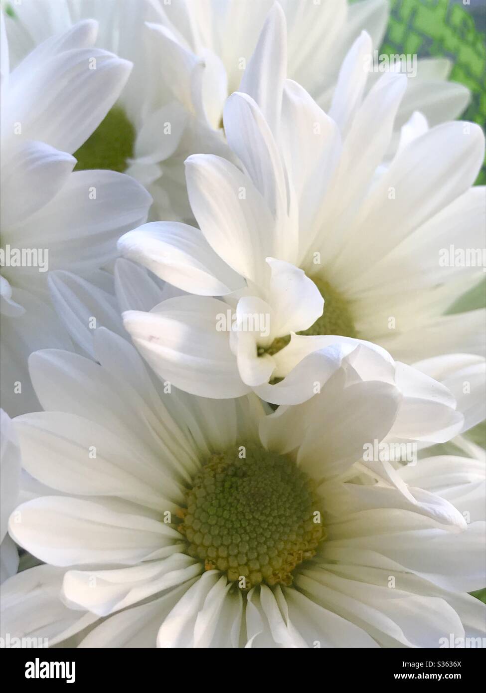 Daisy flowers - Smartphone Captured Stock Image