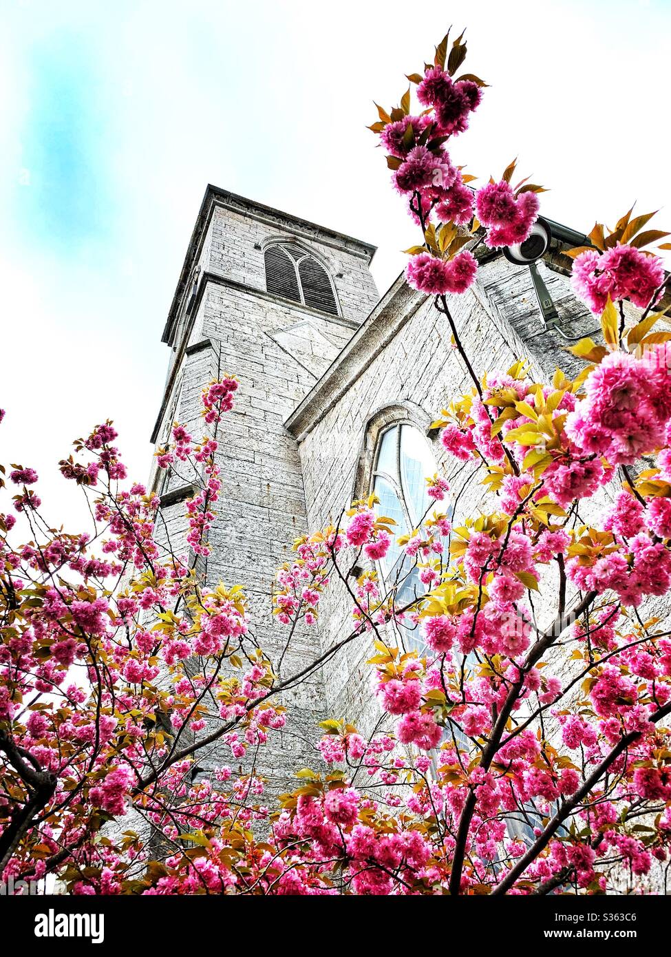 Church view looking up though flowering tree Stock Photo