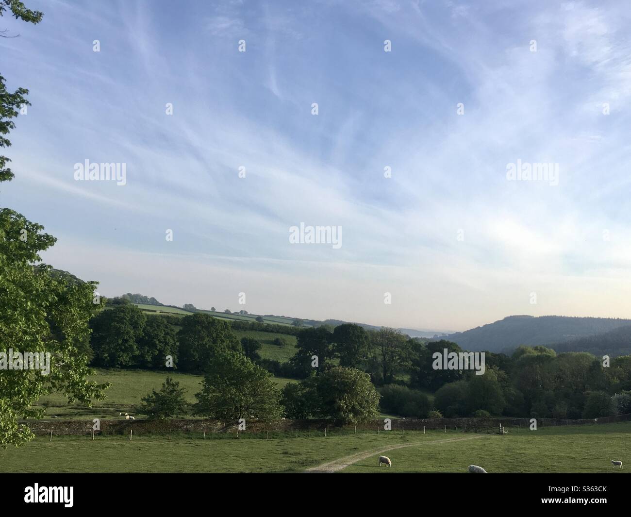 Devonshire countryside in early summertime - Smartphone Captured Stock Image