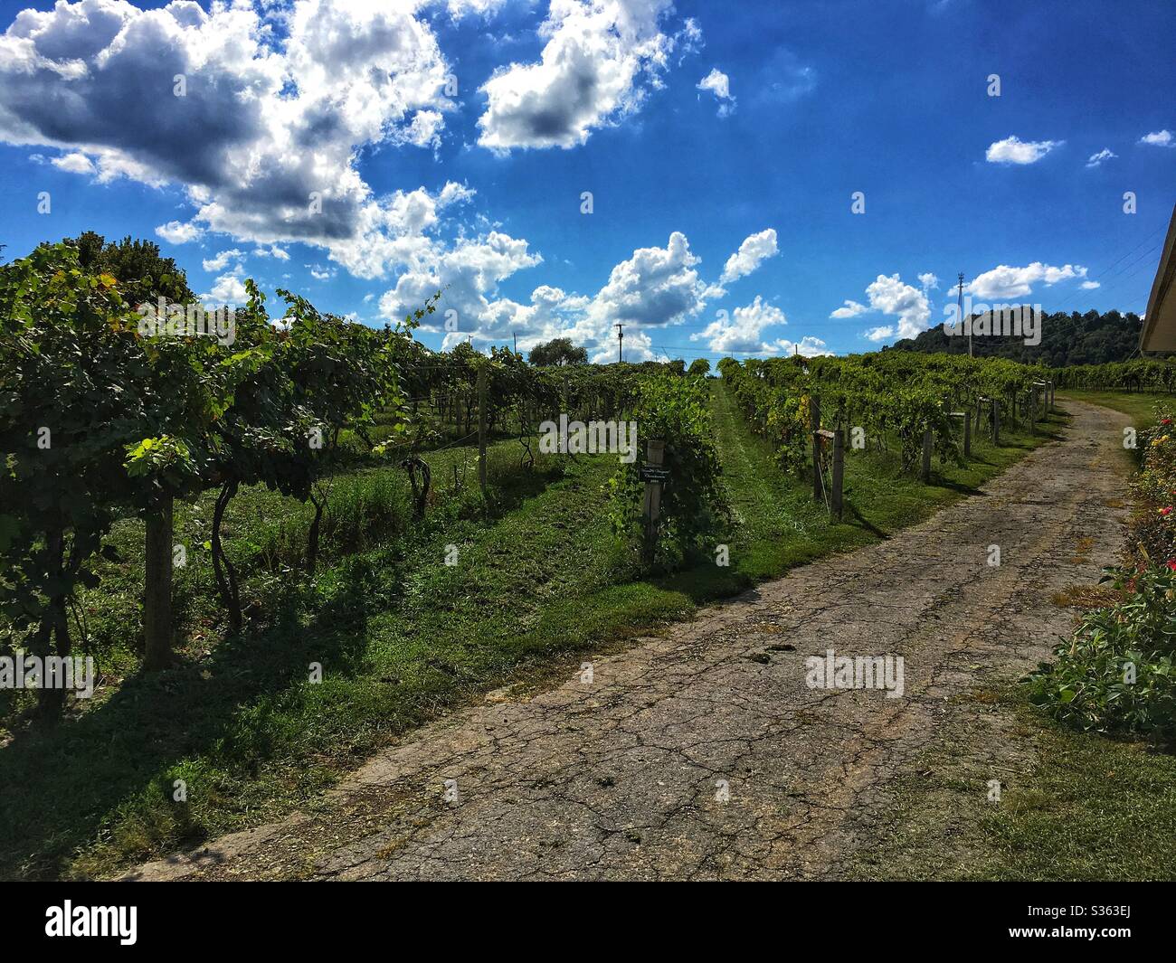 Road to through the grape fields Stock Photo