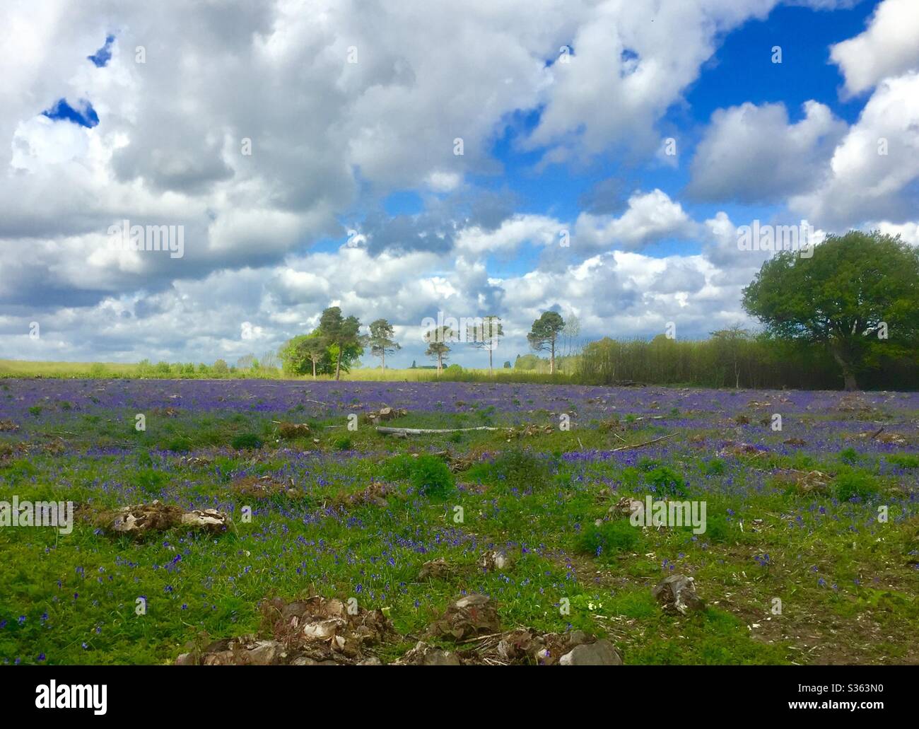 Bluebell Landscape Stock Photo