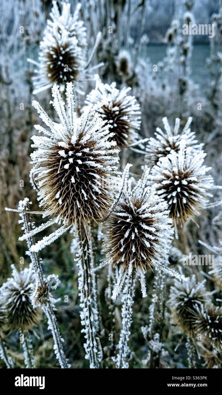 Beauty colours hi-res stock photography and images - Alamy
