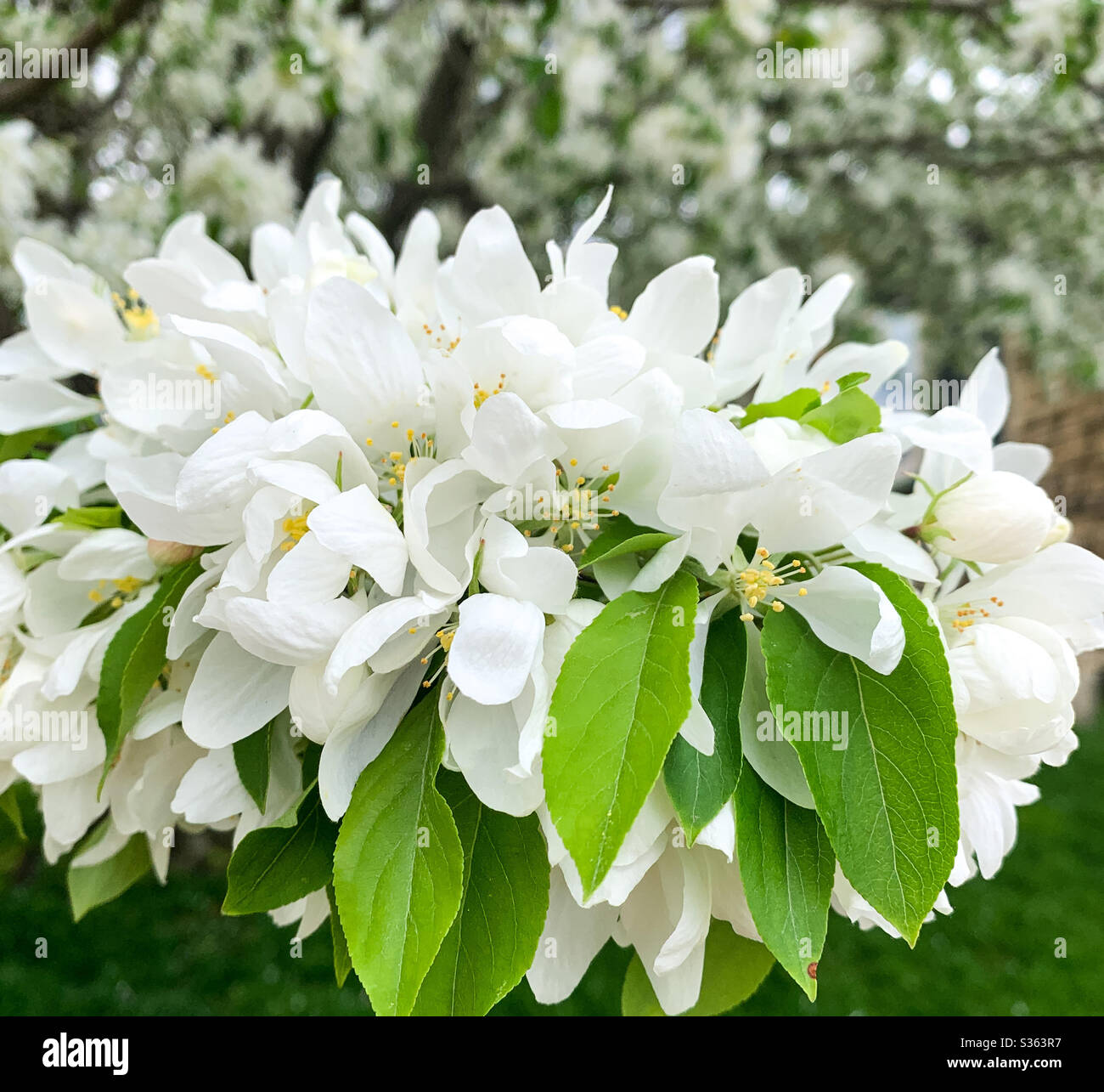 Ornamental tree hires stock photography and images Alamy