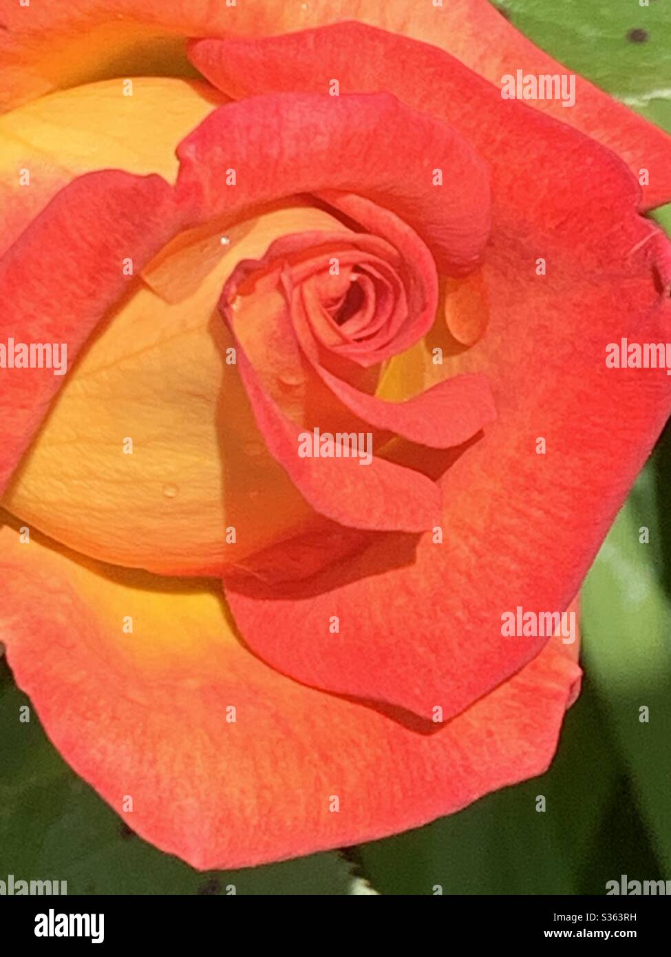 Beautiful rose bud in bloom Stock Photo Alamy