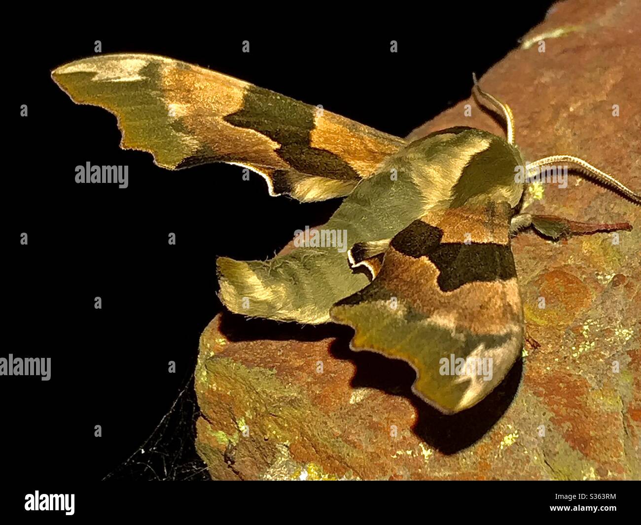 Lime Hawk Moth - Mimas Tiliae Stock Photo