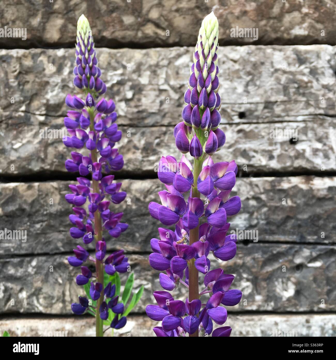 A photograph of two deep purple lupin flowers in full bloom against a wooden sleeper log background Stock Photo