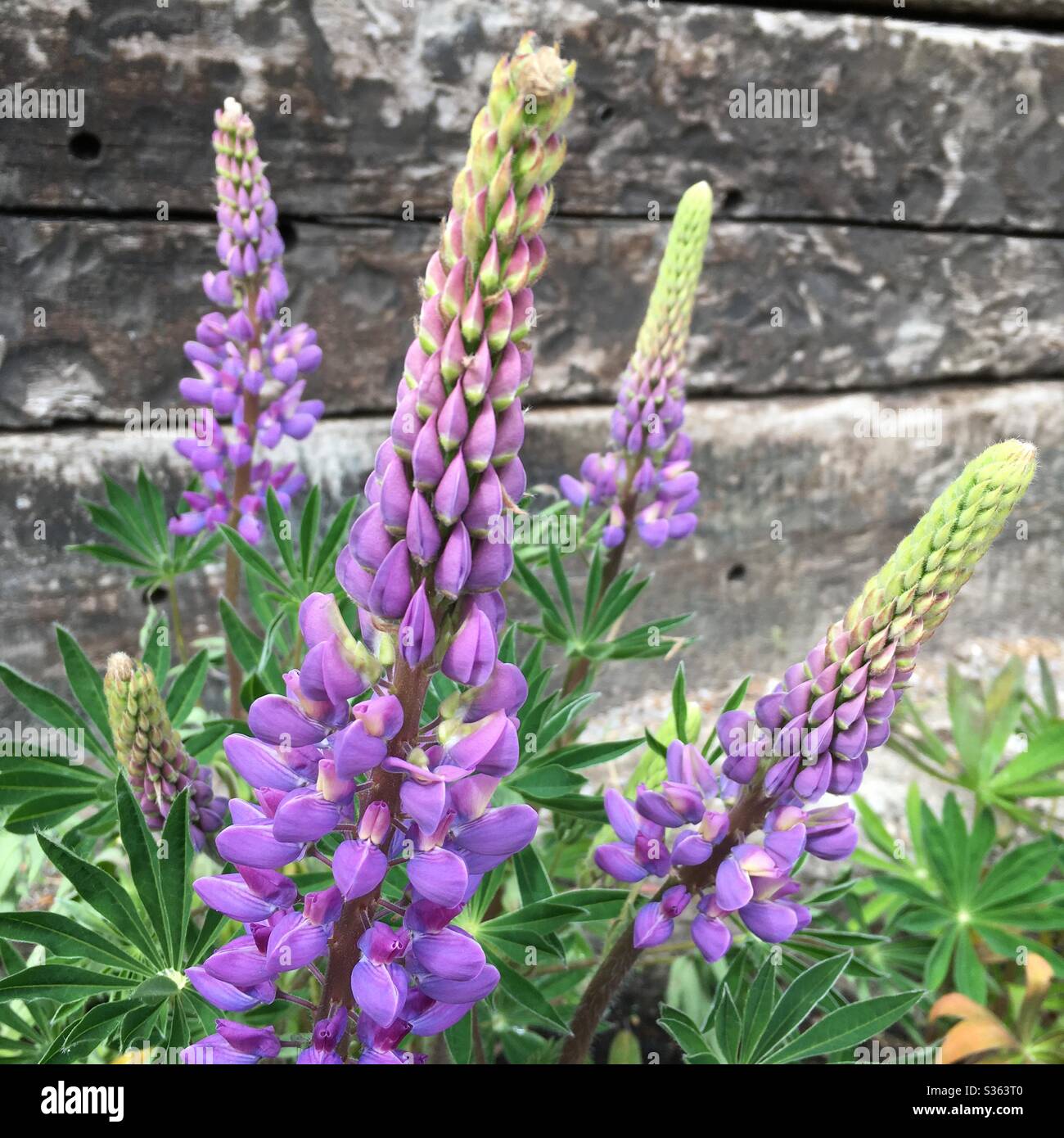 A close up photograph of four beautiful lilac lupin flowers in full bloom with patterned leaves and a wooden sleeper log background. Stock Photo