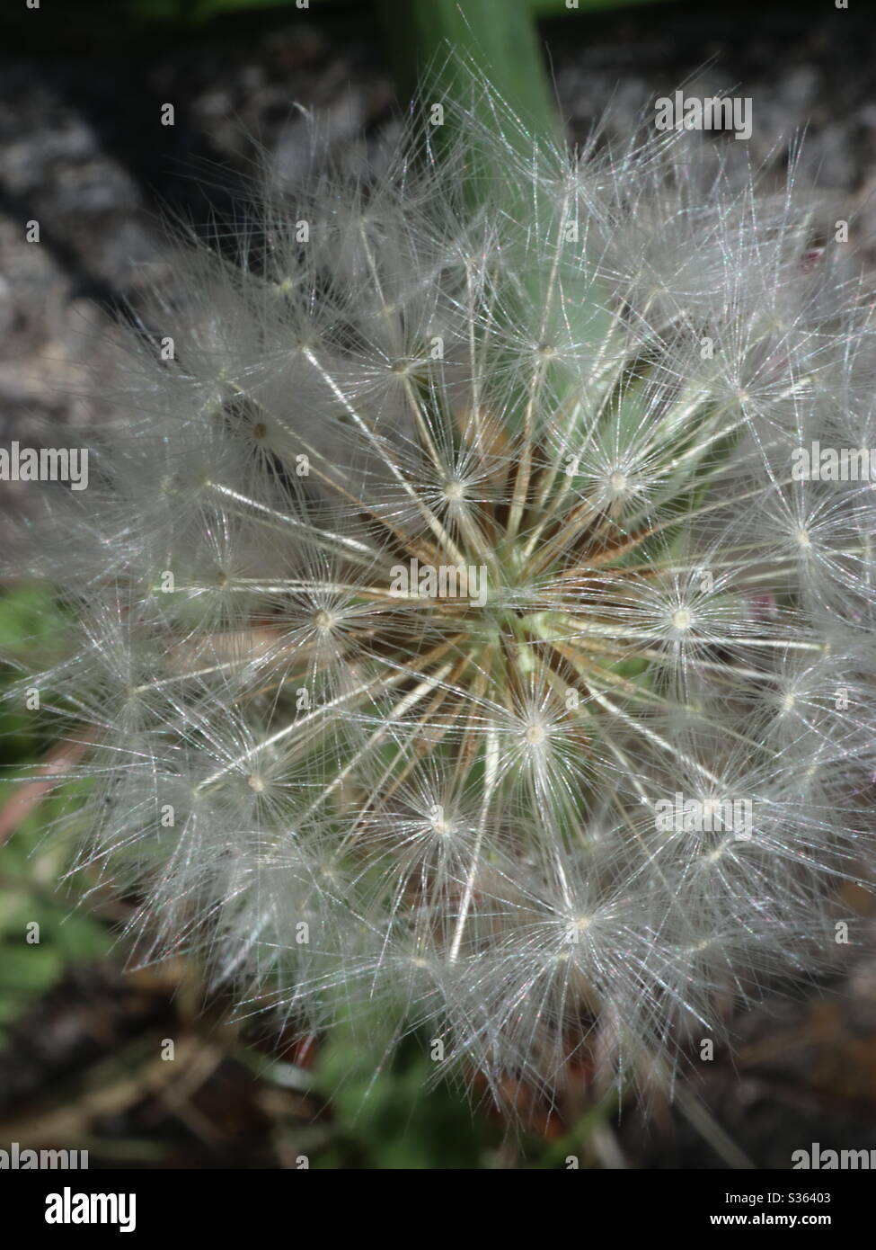 Dandelion flower in seed - Smartphone Captured Stock Image