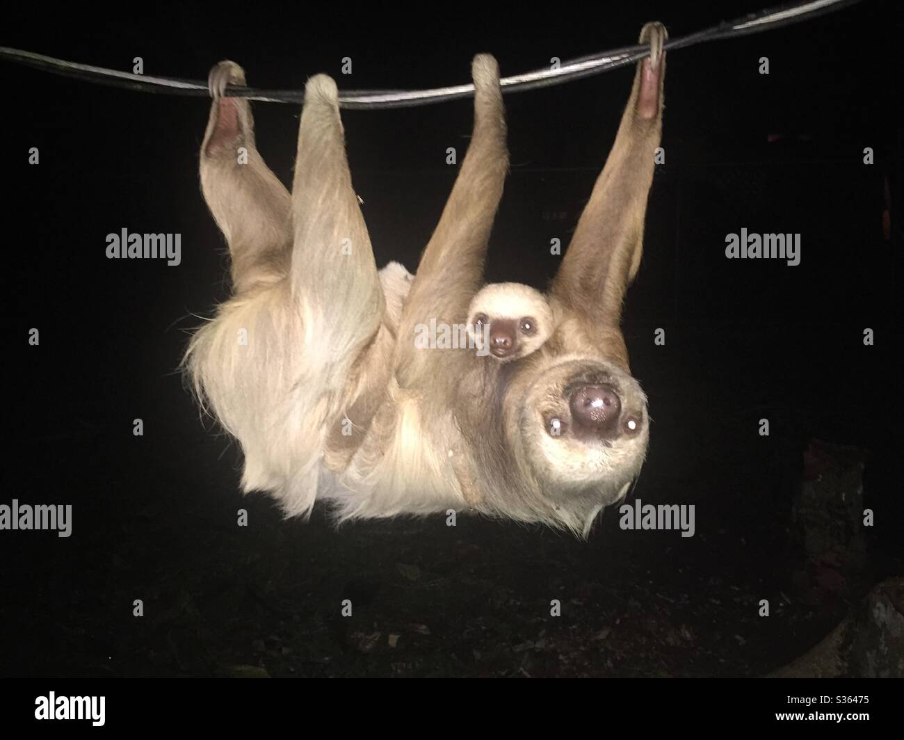 Sloths Stock Photo