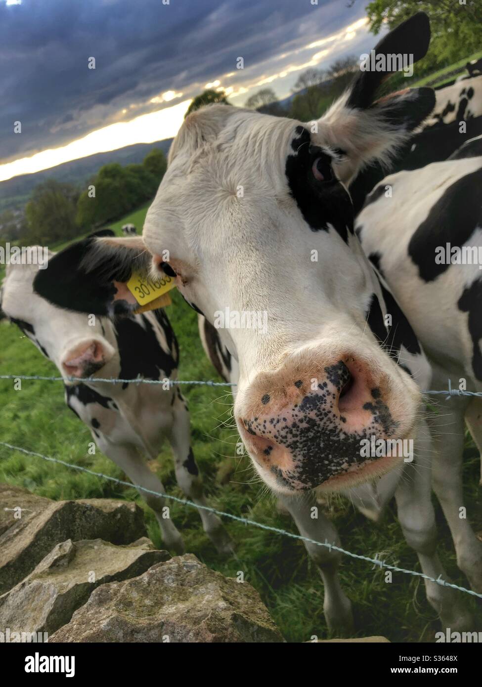 Young cows in Guiseley West Yorkshire - Smartphone Captured Stock Image