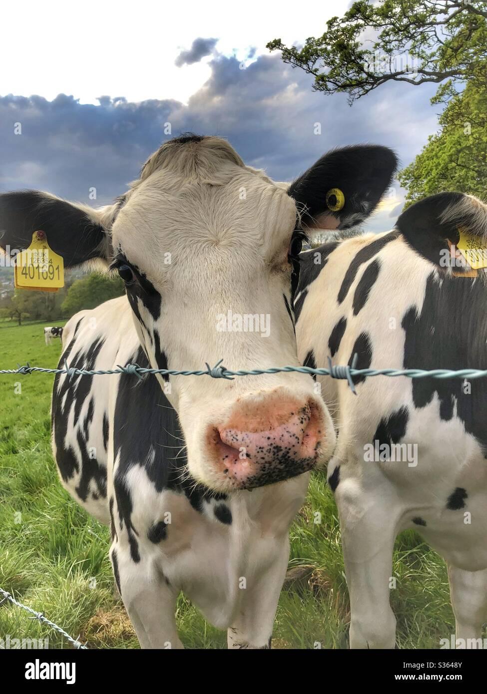 Young cows in Guiseley West Yorkshire - Smartphone Captured Stock Image