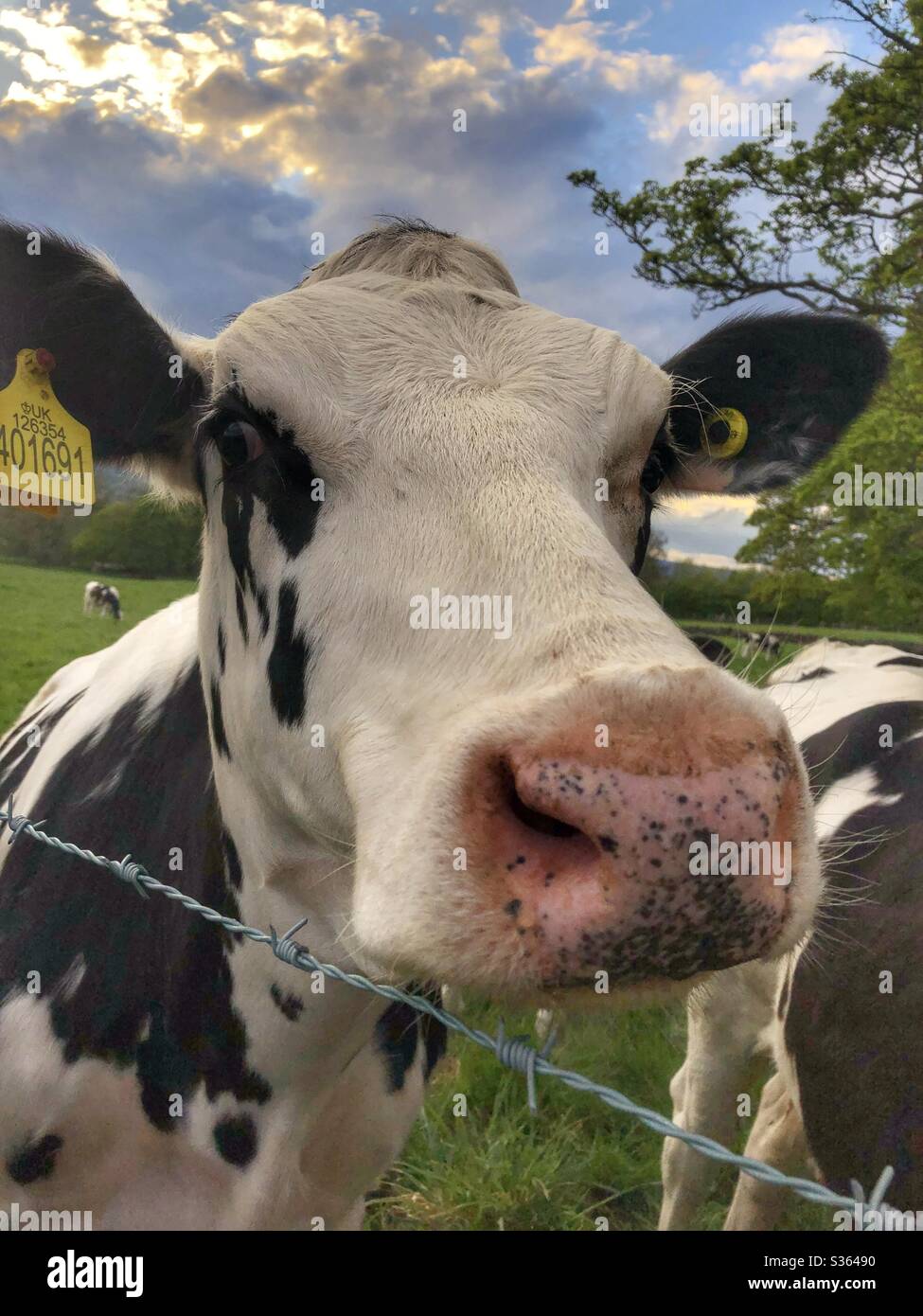 Young cows in Guiseley West Yorkshire - Smartphone Captured Stock Image
