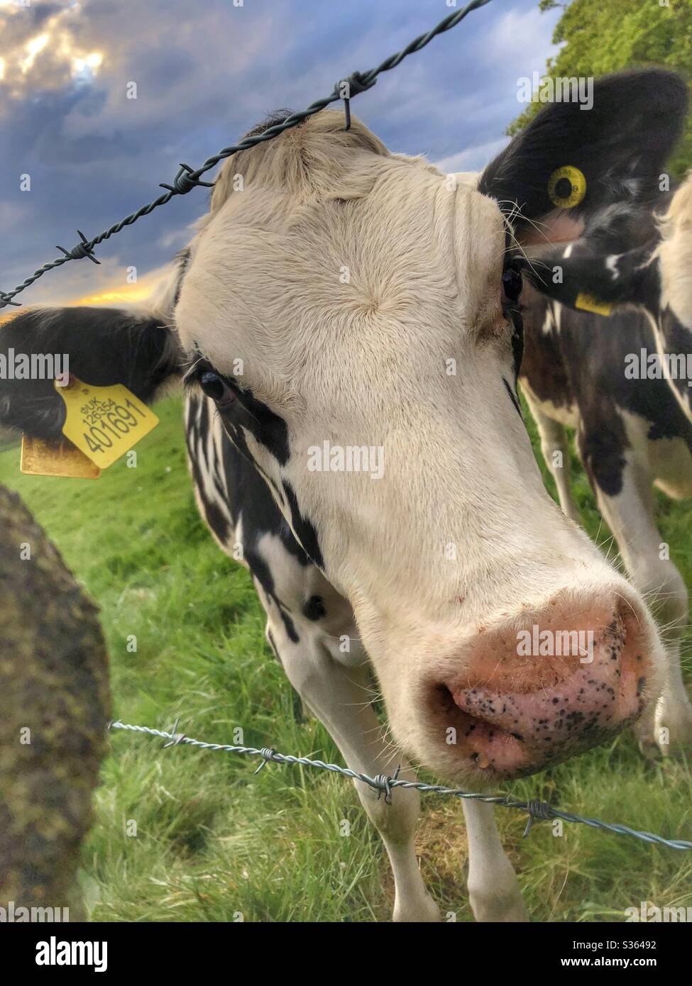 Young cows in Guiseley West Yorkshire - Smartphone Captured Stock Image